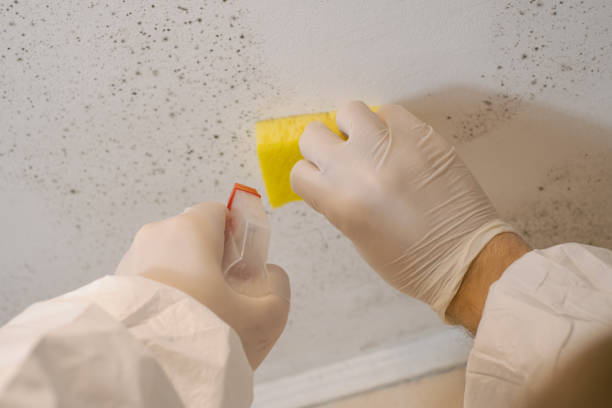 Reliable Water Valley, MS Mold Removal Solutions